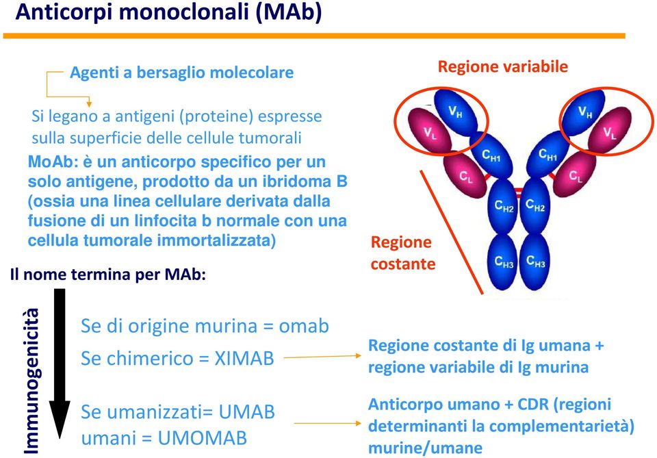 cellula tumorale immortalizzata) Il nome termina per MAb: Regione costante Regione variabile Immunogenicità Se di origine murina = omab Se chimerico = XIMAB