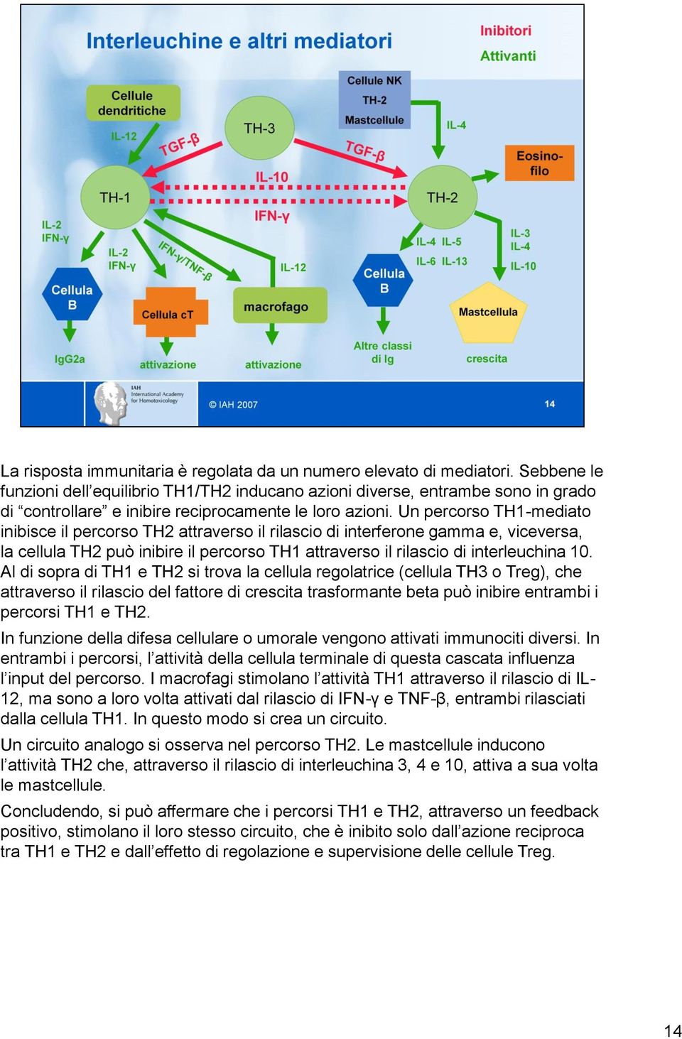 Un percorso TH1-mediato inibisce il percorso TH2 attraverso il rilascio di interferone gamma e, viceversa, la cellula TH2 può inibire il percorso TH1 attraverso il rilascio di interleuchina 10.