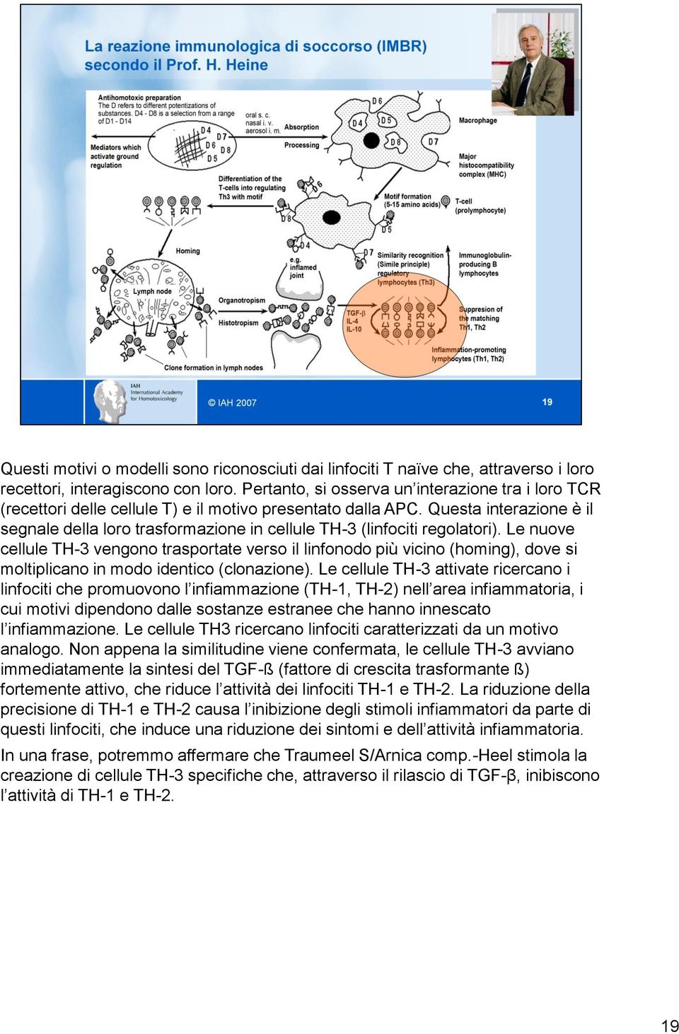Questa interazione è il segnale della loro trasformazione in cellule TH-3 (linfociti regolatori).