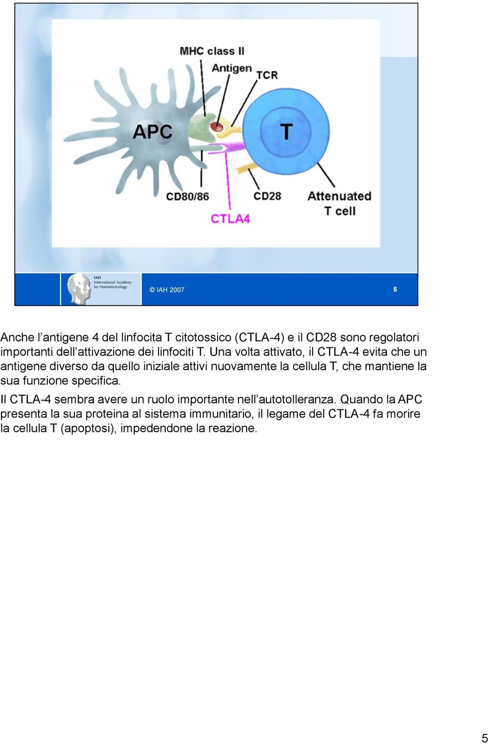 Una volta attivato, il CTLA-4 evita che un antigene diverso da quello iniziale attivi nuovamente la cellula T, che