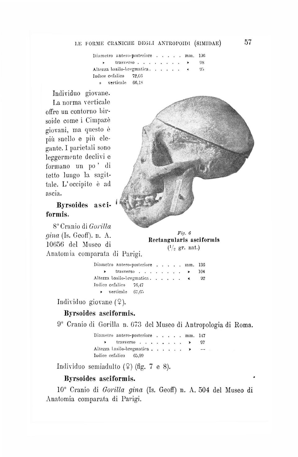 L'occipite è ad ascia. Byrsoides asci- 1 formis. 8 Cranio di Gorilla 72,CO» verticale 06,18 ghia (Is. Geoff). ri. A. n A. a 6 10656 del Museo di (1/> gt> n a t ) Anatomia comparata di Parigi.