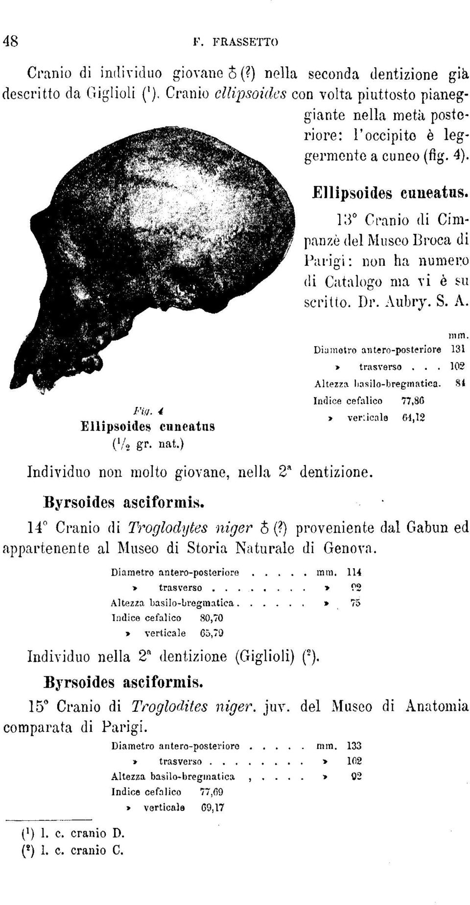 13 Cranio di Cimpanzè del Museo Broca di Parigi : non ha numero di Catalogo ma vi è su scritto. Dr. Aubry. S. A. Fig. 4 Ellipsoides cuneatus ( l / 2 gr. nat.