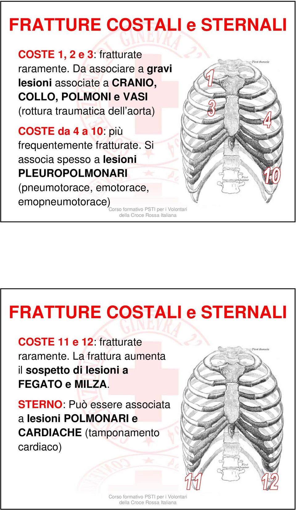 frequentemente fratturate.