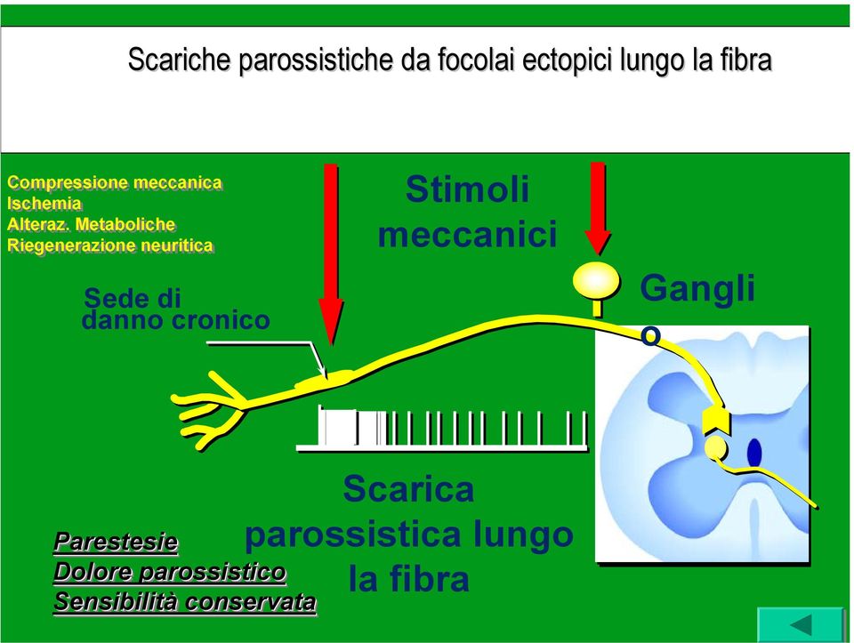 Metaboliche Riegenerazione neuritica Sede di danno cronico Stimoli