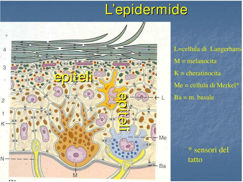 cheratinocita Me = cellula di