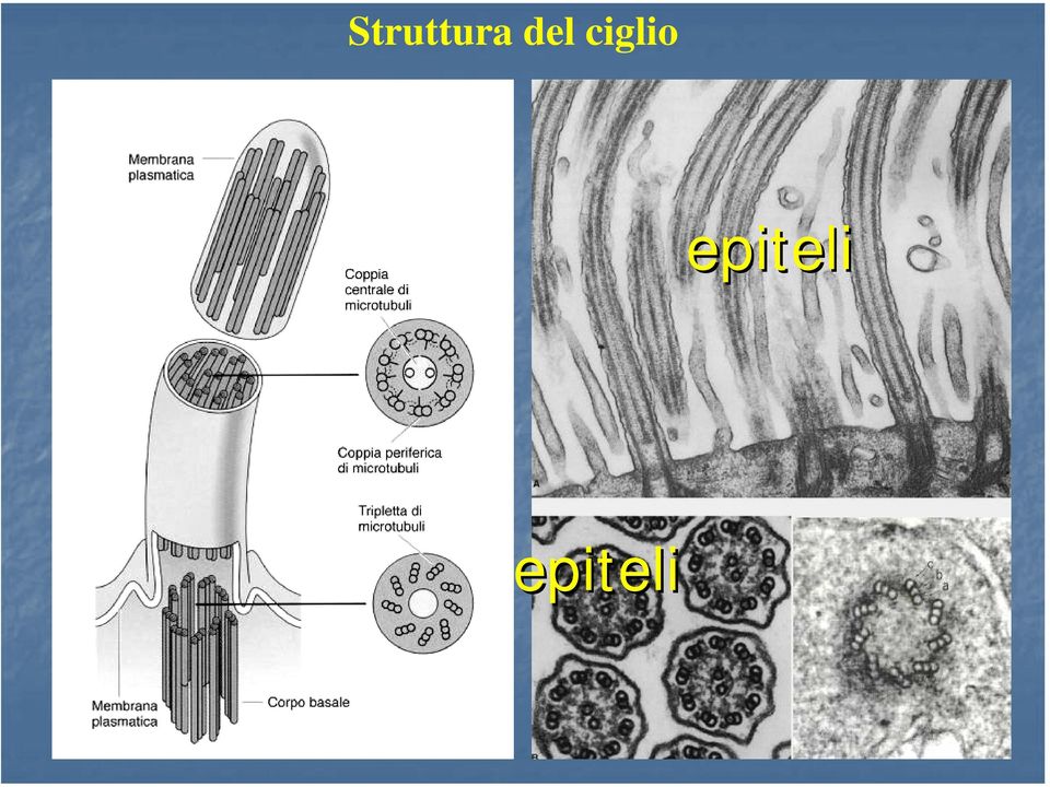 ciglio