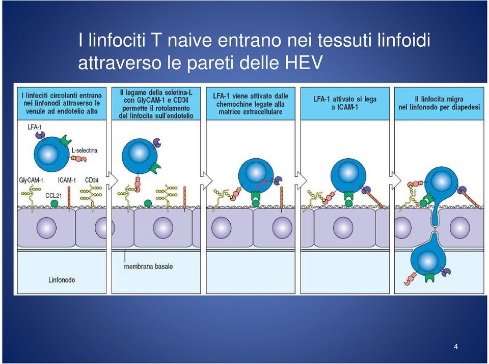 linfoidi attraverso