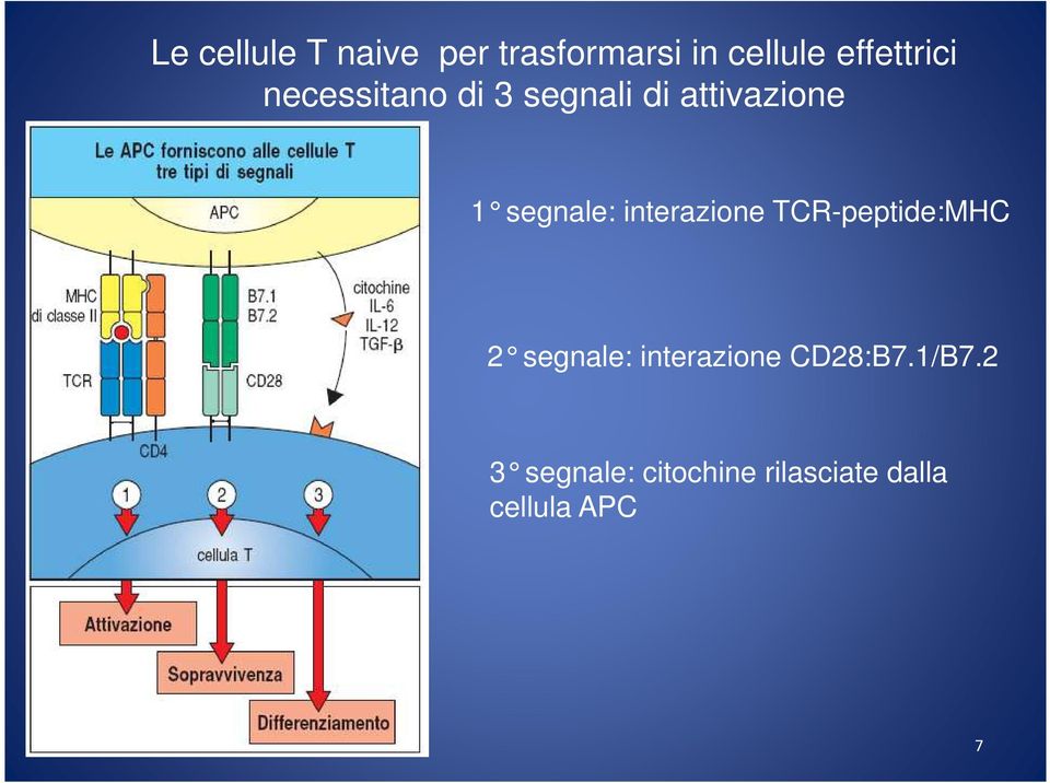 segnale: interazione TCR-peptide:MHC 2 segnale: