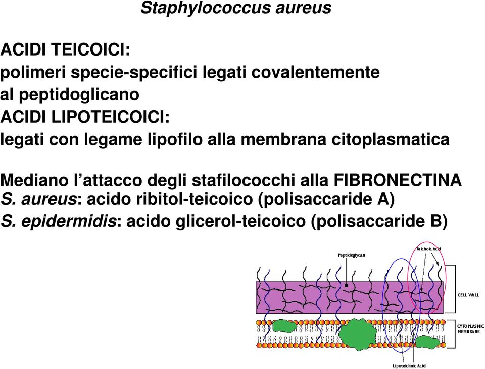 citoplasmatica Mediano l attacco degli stafilococchi alla FIBRONECTINA S.