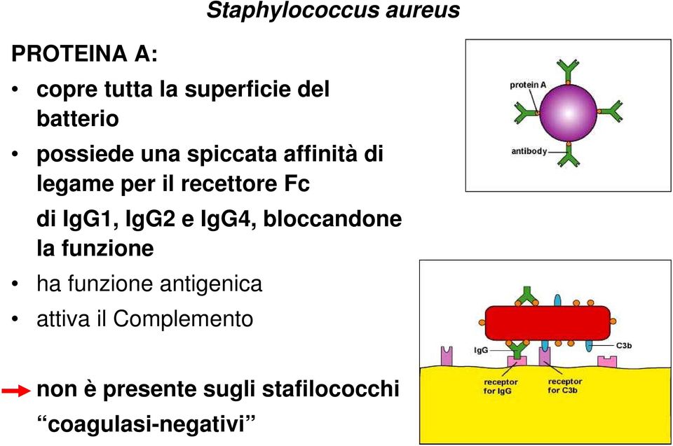 bloccandone la funzione ha funzione antigenica attiva il Complemento