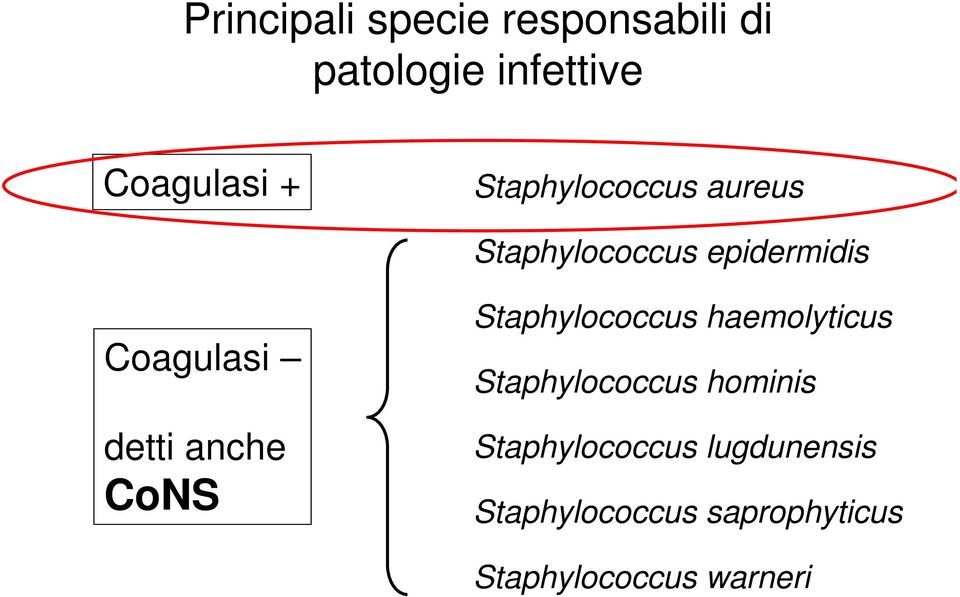 anche CoNS Staphylococcus haemolyticus Staphylococcus hominis