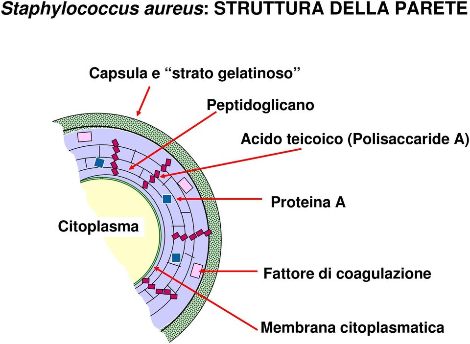 Acido teicoico (Polisaccaride A) Citoplasma