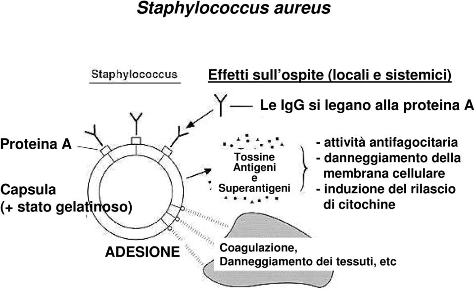 Superantigeni - attività antifagocitaria - danneggiamento della membrana cellulare