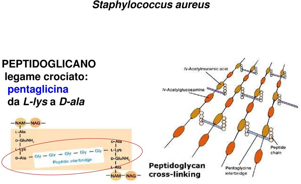 pentaglicina da