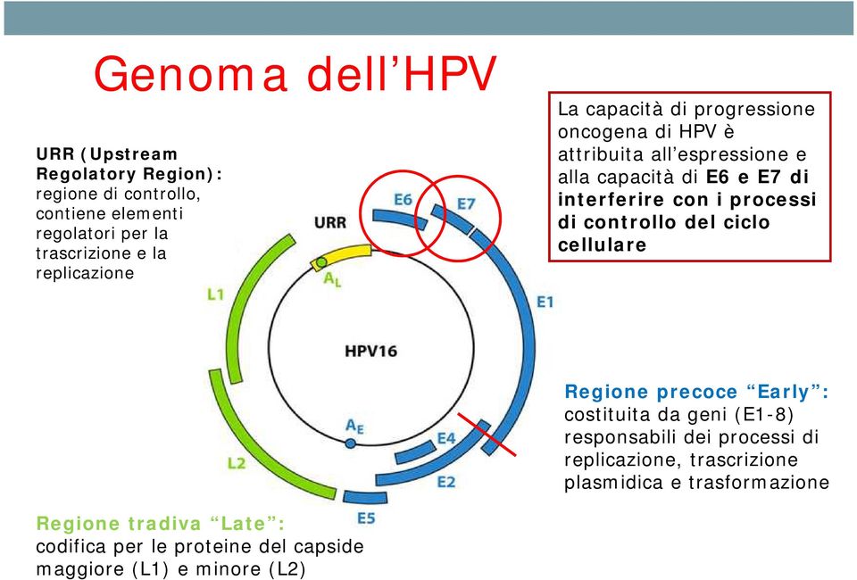 con i processi di controllo del ciclo cellulare Regione precoce Early : costituita da geni (E1-8) responsabili dei processi di