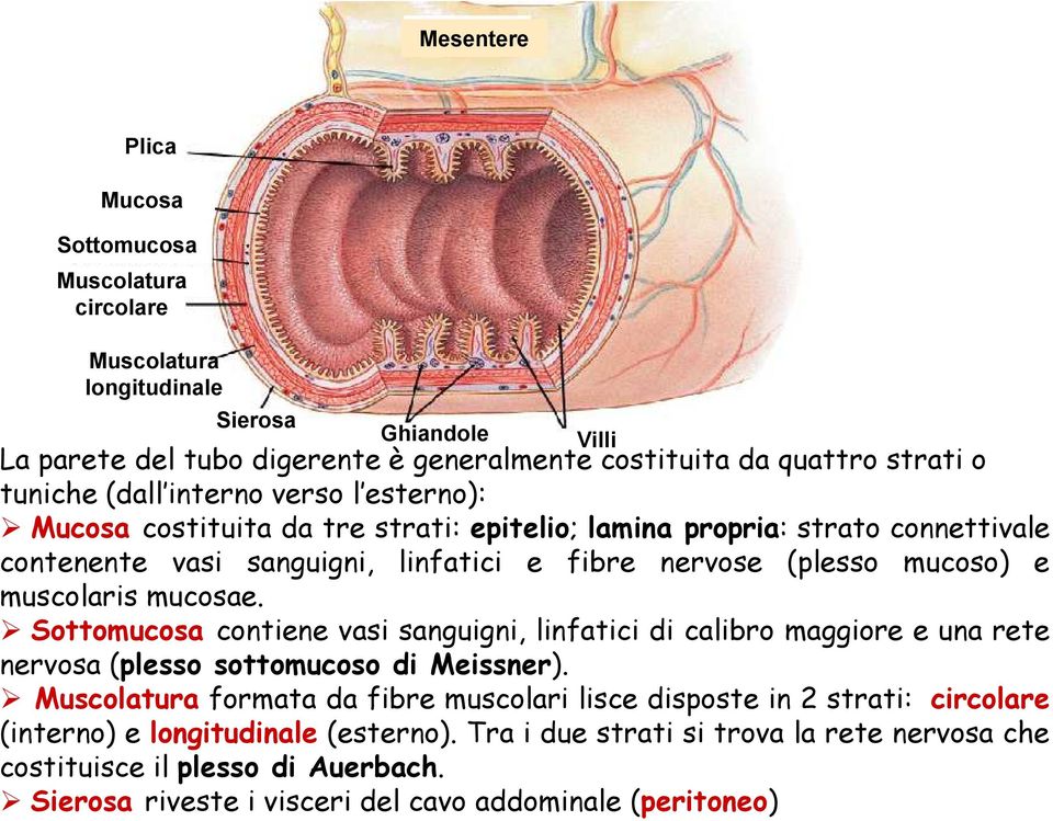 muscolaris mucosae. Sottomucosa contiene vasi sanguigni, linfatici di calibro maggiore e una rete nervosa (plesso sottomucoso di Meissner).