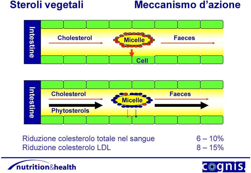 Cholesterol Phytosterols Micelle Faeces Riduzione