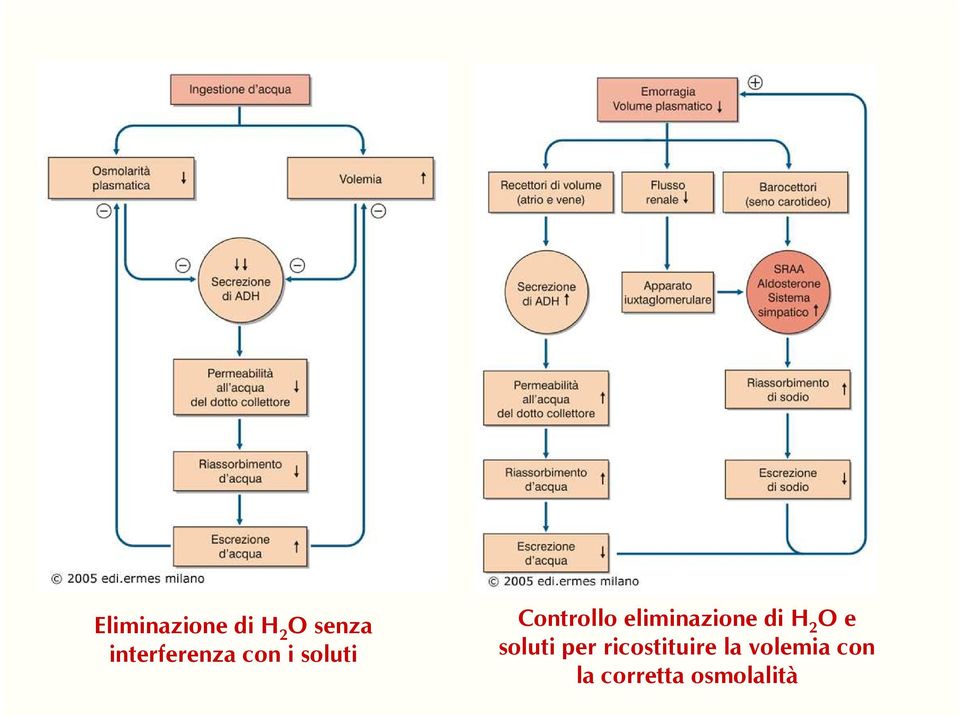 eliminazione di H 2 O e soluti per