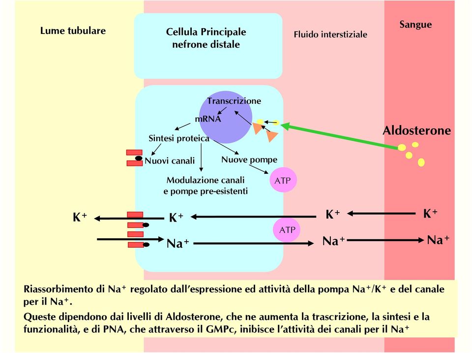 dall espressione ed attività della pompa Na + /K + e del canale per il Na +.