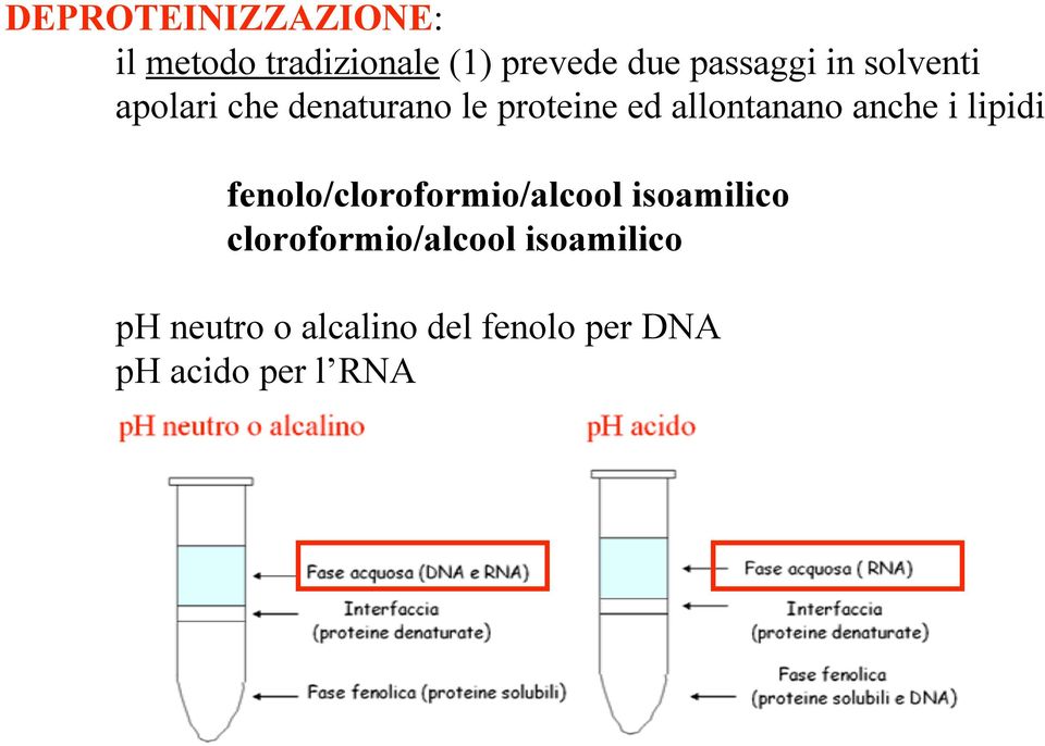 i lipidi fenolo/cloroformio/alcool isoamilico cloroformio/alcool