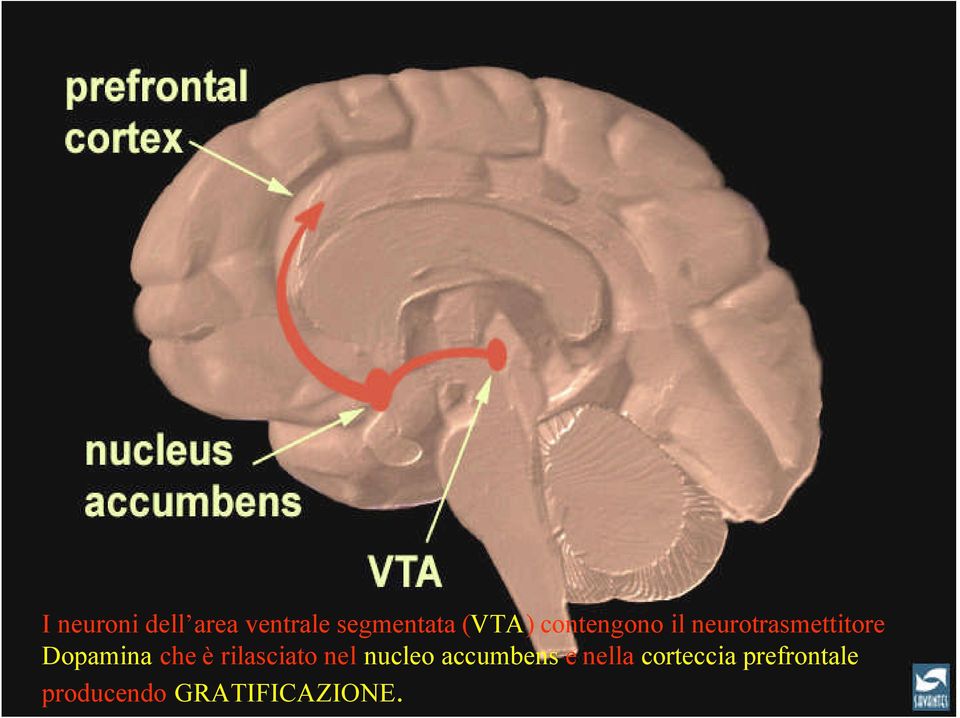 è rilasciato nel nucleo accumbens e nella