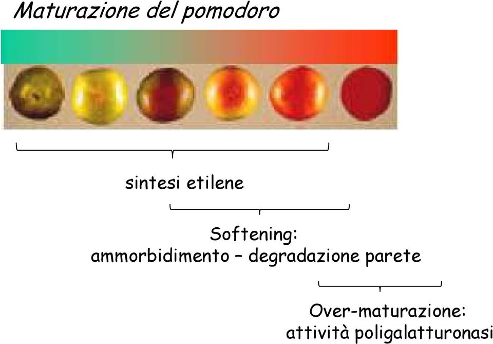 ammorbidimento degradazione