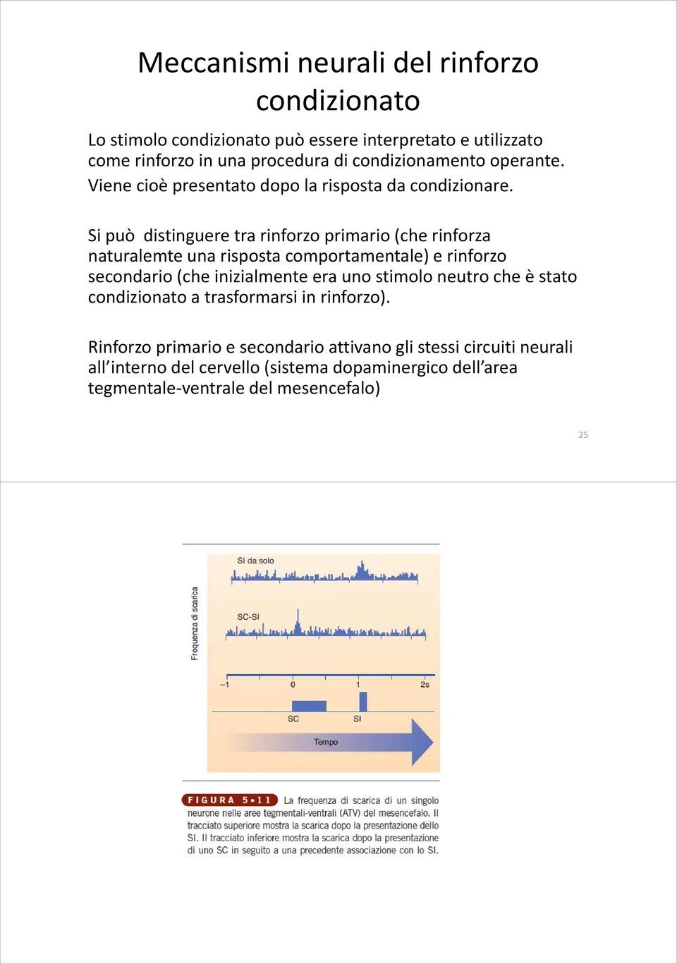 Si può distinguere tra rinforzo primario (che rinforza naturalemte una risposta comportamentale) e rinforzo secondario (che inizialmente era uno