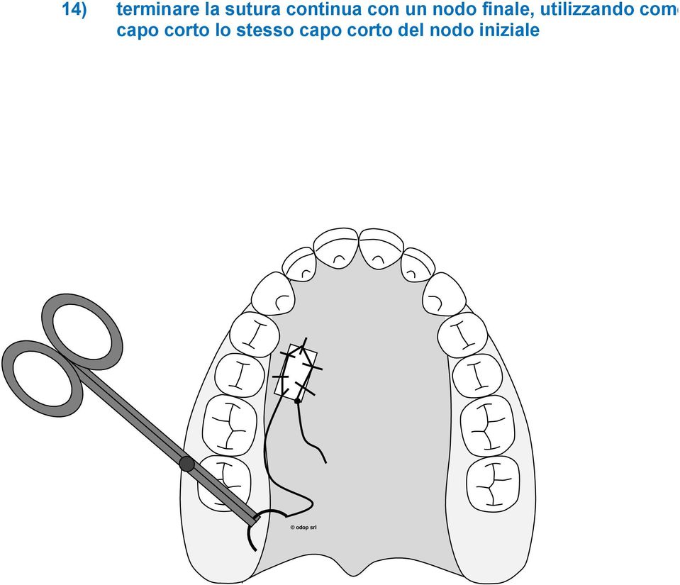 utilizzando come capo corto lo