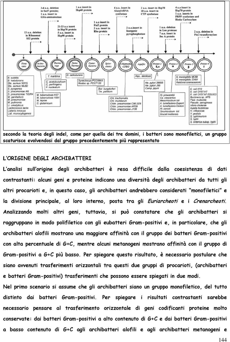 questo caso, gli archibatteri andrebbero considerati monofiletici e la divisione principale, al loro interno, posta tra gli Euriarcheoti e i Crenarcheoti.