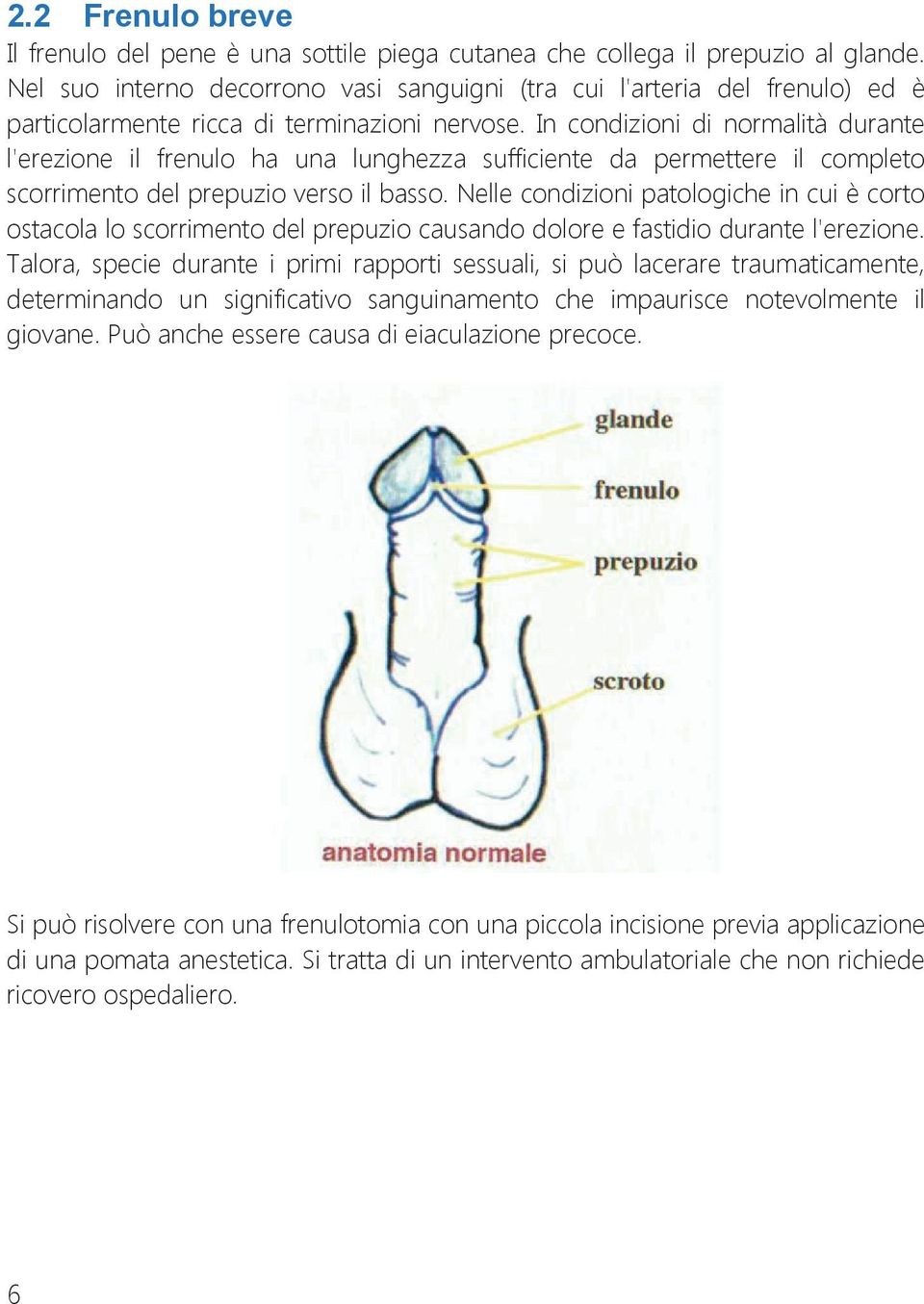 In condizioni di normalità durante l'erezione il frenulo ha una lunghezza sufficiente da permettere il completo scorrimento del prepuzio verso il basso.