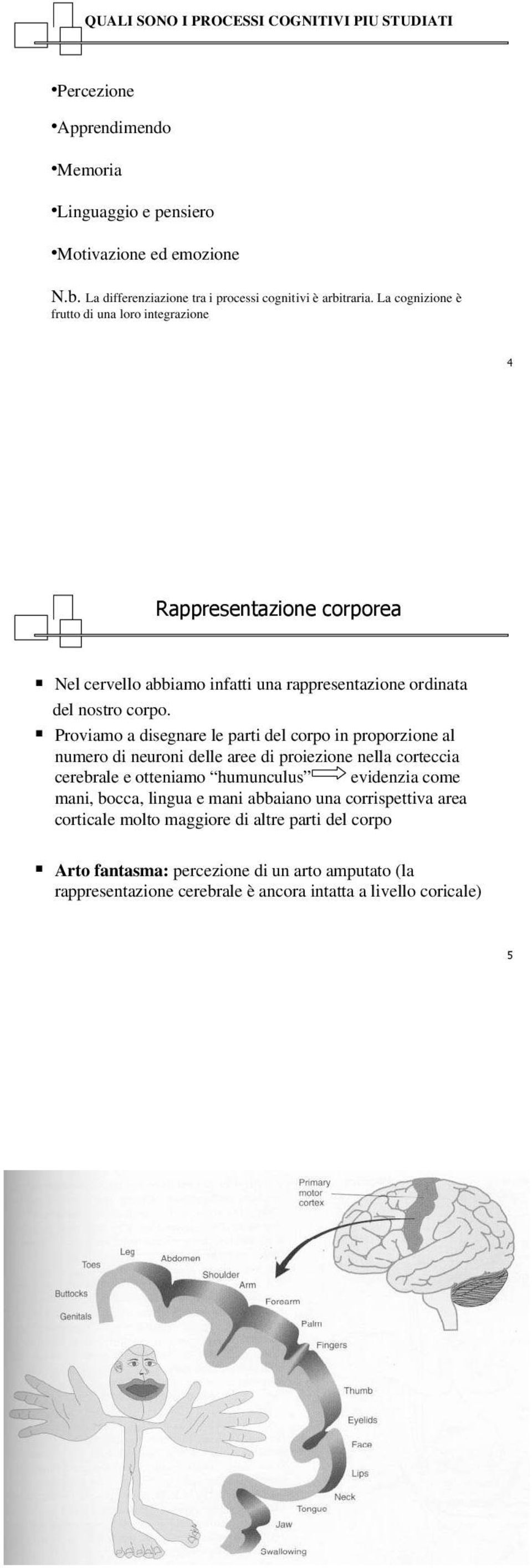 La cognizione è frutto di una loro integrazione Nel cervello abbiamo infatti una rappresentazione ordinata del nostro corpo.