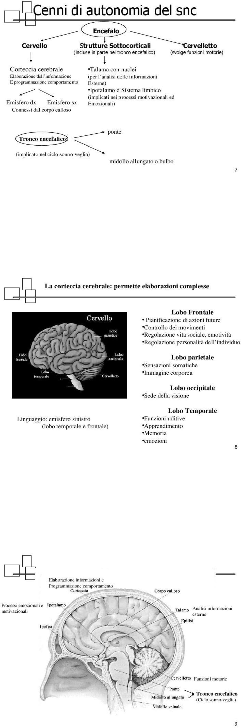 Ipotalamo e Sistema limbico (implicati nei processi motivazionali ed Emozionali) Tronco encefalico: ponte (implicato nel ciclo sonno-veglia) midollo allungato o bulbo La corteccia cerebrale: permette