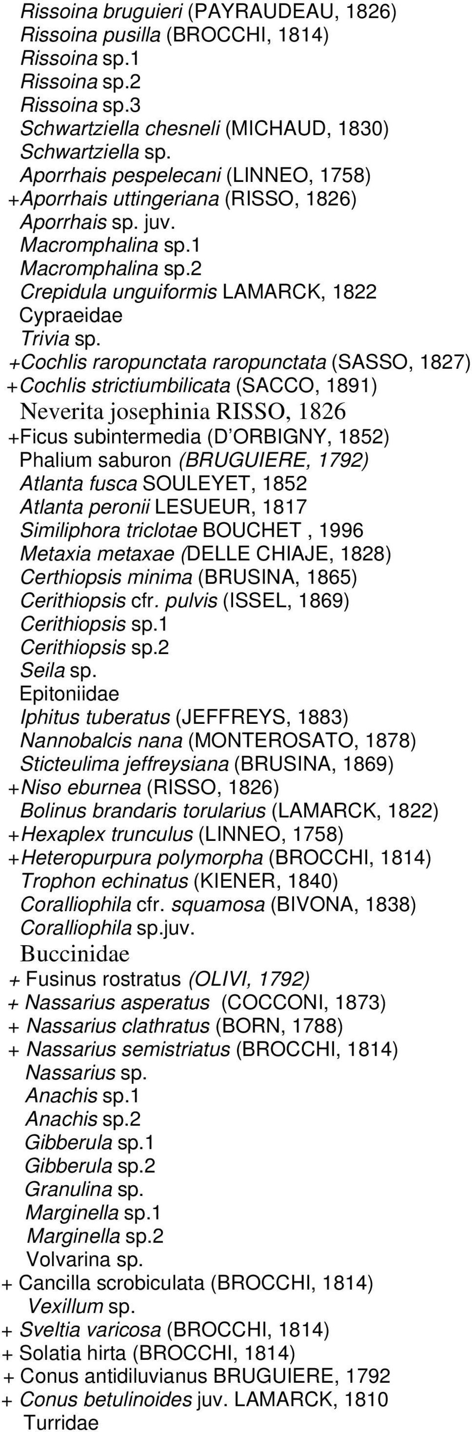 +Cochlis raropunctata raropunctata (SASSO, 1827) +Cochlis strictiumbilicata (SACCO, 1891) Neverita josephinia RISSO, 1826 +Ficus subintermedia (D ORBIGNY, 1852) Phalium saburon (BRUGUIERE, 1792)