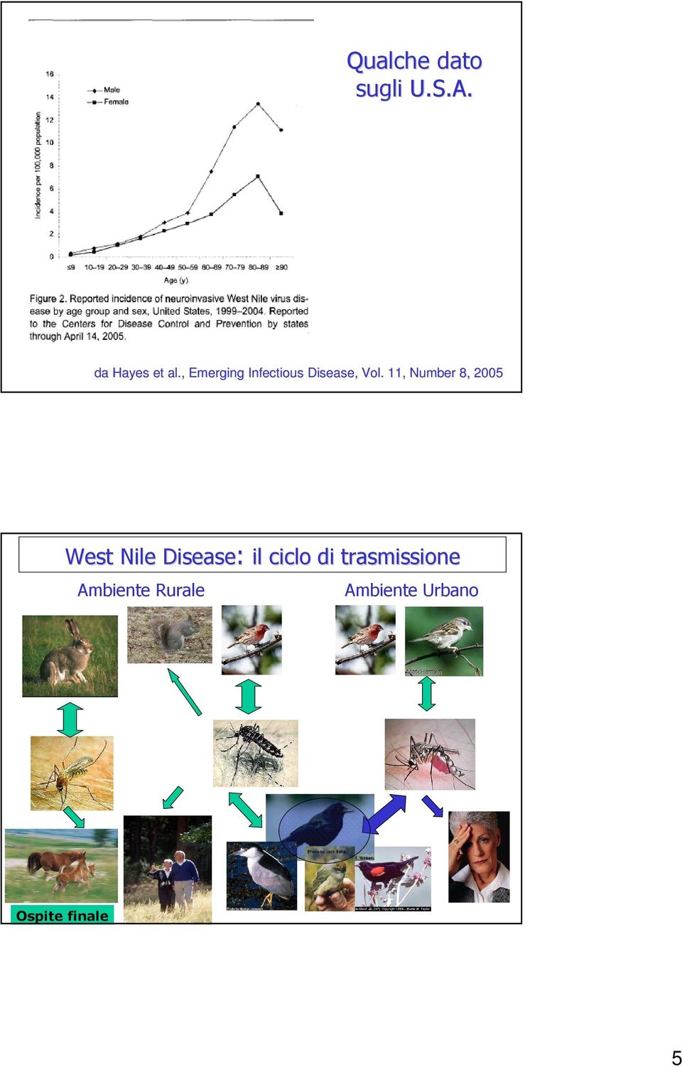 11, Number 8, 2005 West Nile Disease: il ciclo