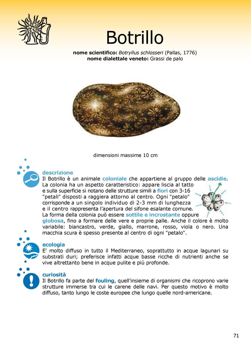 Ogni "petalo" corrisponde a un singolo individuo di 2-3 mm di lunghezza e il centro rappresenta l apertura del sifone esalante comune.