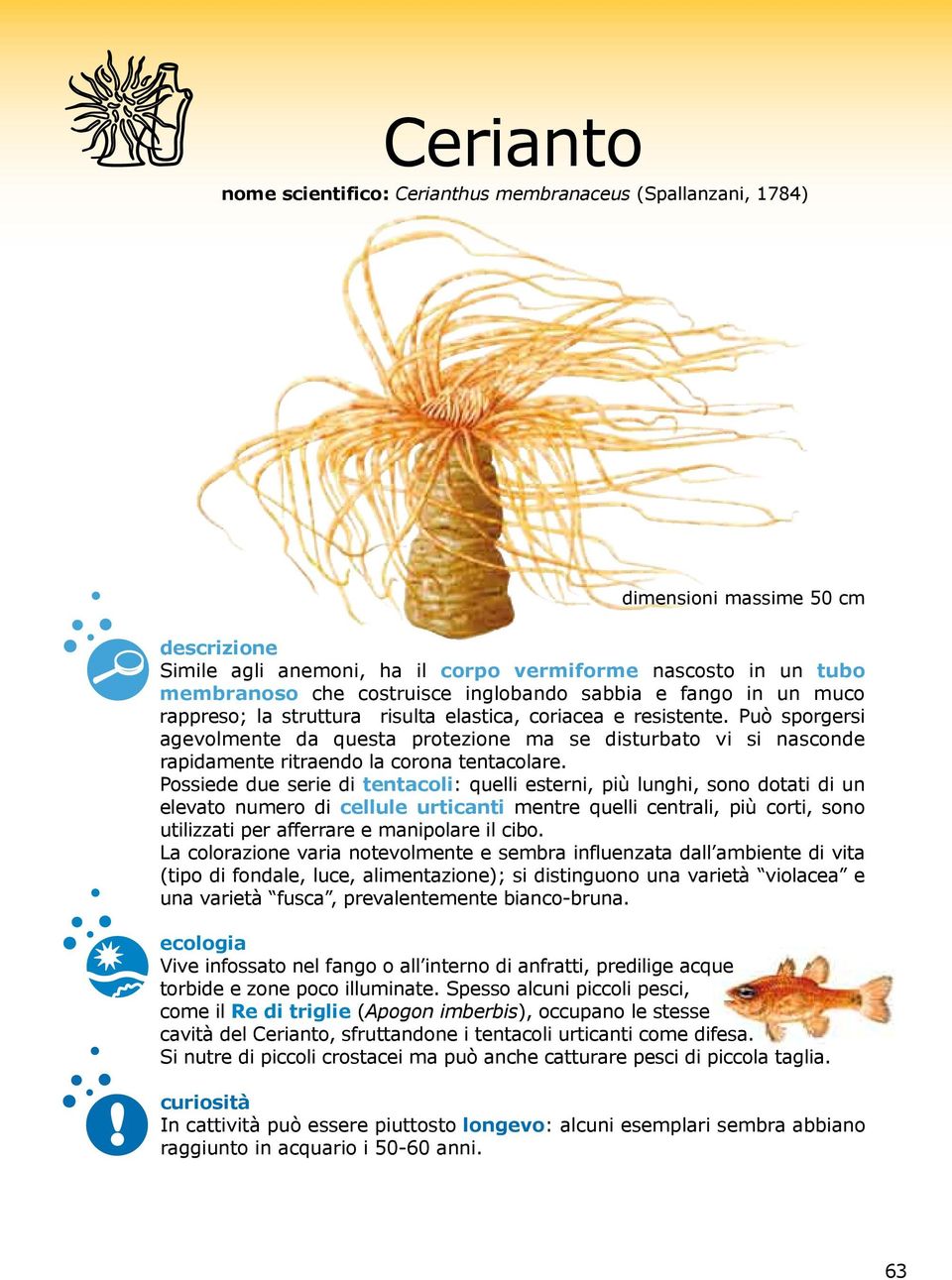 Può sporgersi agevolmente da questa protezione ma se disturbato vi si nasconde rapidamente ritraendo la corona tentacolare.