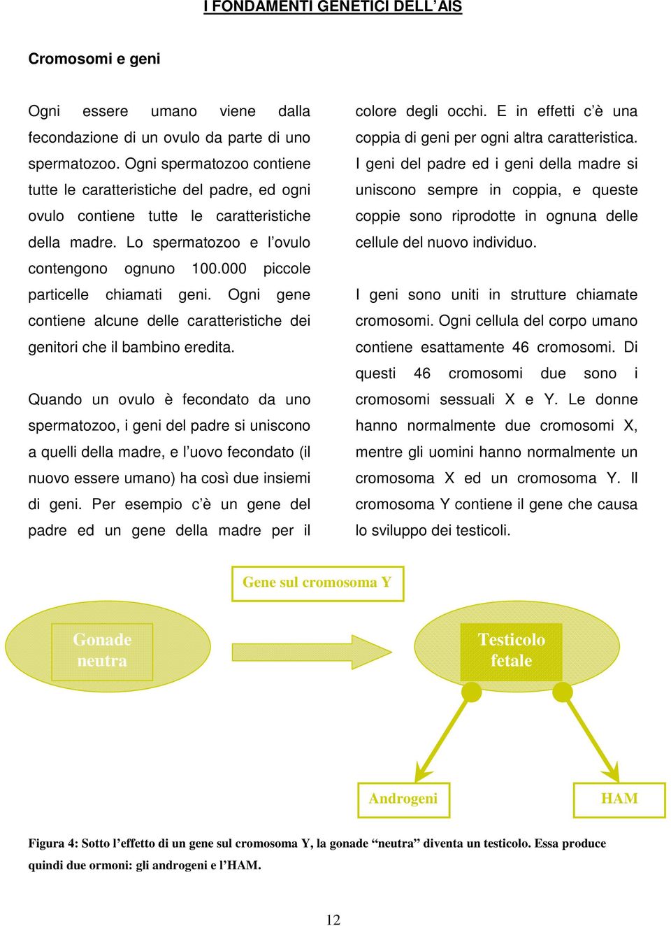 000 piccole particelle chiamati geni. Ogni gene contiene alcune delle caratteristiche dei genitori che il bambino eredita.