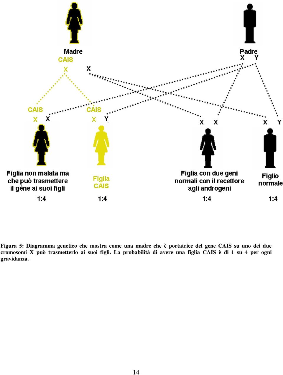 cromosomi X può trasmetterlo ai suoi figli.