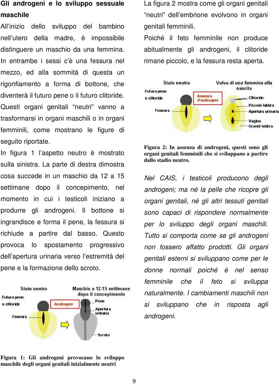 Questi organi genitali neutri vanno a trasformarsi in organi maschili o in organi femminili, come mostrano le figure di seguito riportate. In figura 1 l aspetto neutro è mostrato sulla sinistra.