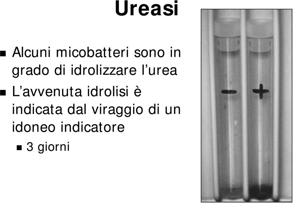 avvenuta idrolisi è indicata dal