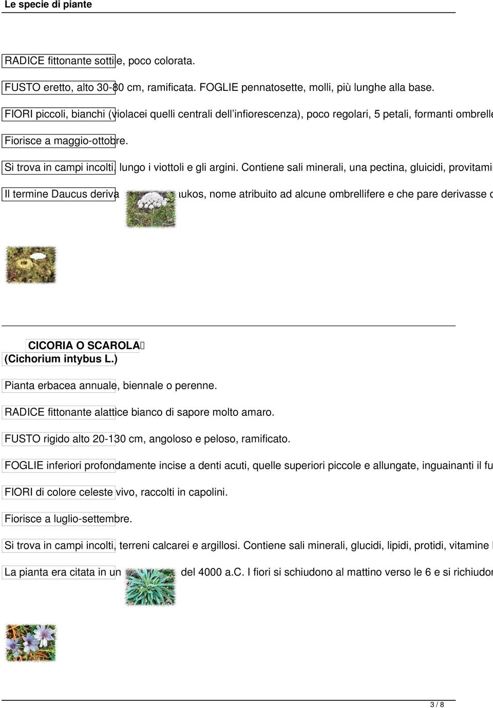 Contiene sali minerali, una pectina, gluicidi, provitamin Il termine Daucus deriva dal greco daukos, nome atribuito ad alcune ombrellifere e che pare derivasse d CICORIA O SCAROLA (Cichorium intybus