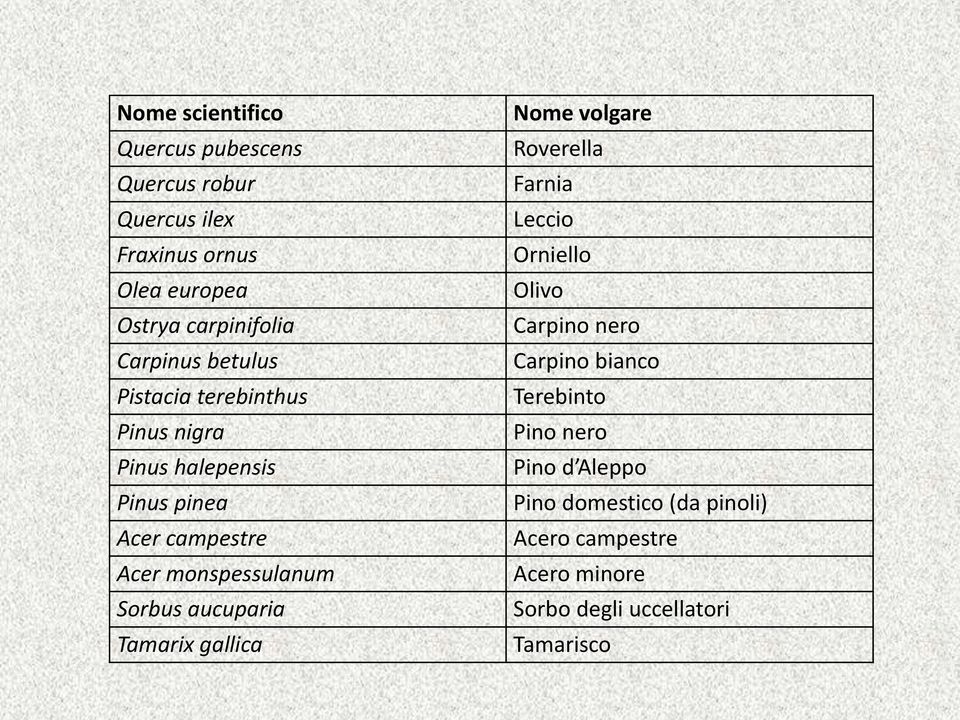 Sorbus aucuparia Tamarix gallica Nome volgare Roverella Farnia Leccio Orniello Olivo Carpino nero Carpino bianco