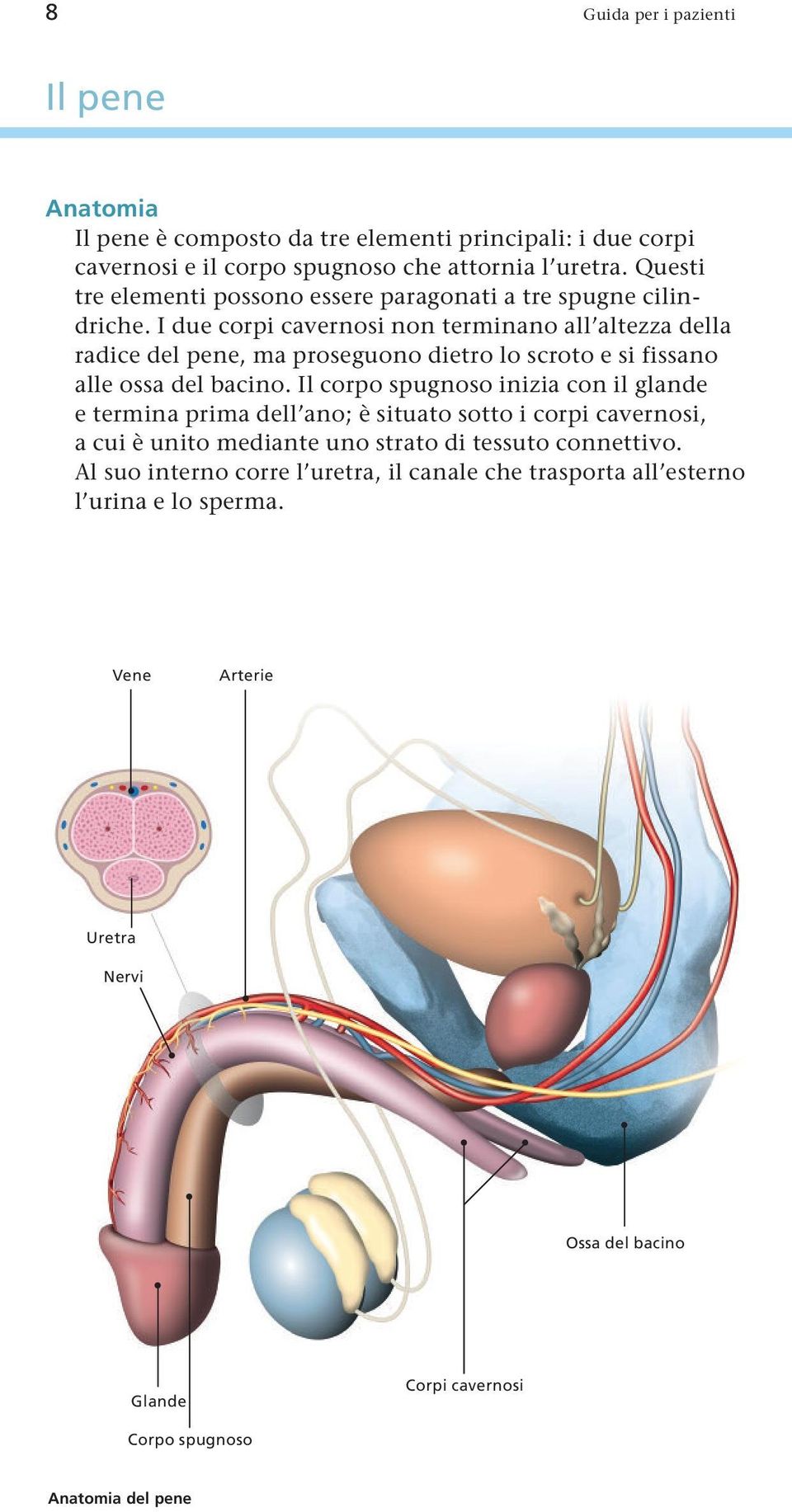 I due corpi caverosi o termiao all altezza della radice del pee, ma proseguoo dietro lo scroto e si fissao alle ossa del bacio.