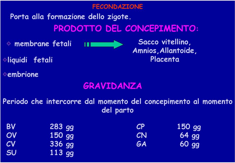 Amnios,Allantoide, Placenta embrione GRAVIDANZA Periodo che intercorre dal