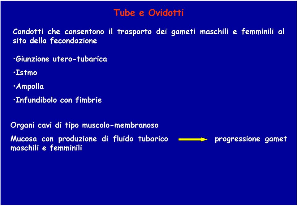 Ampolla Infundibolo con fimbrie Organi cavi di tipo muscolo-membranoso