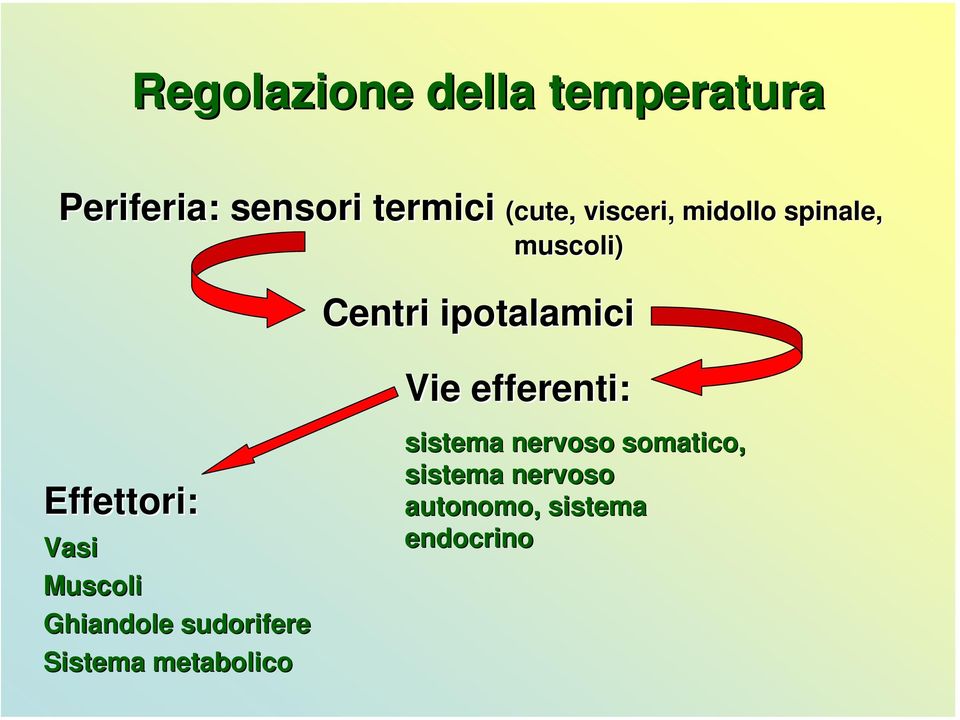 Effettori: Vasi Muscoli Ghiandole sudorifere Sistema metabolico Vie