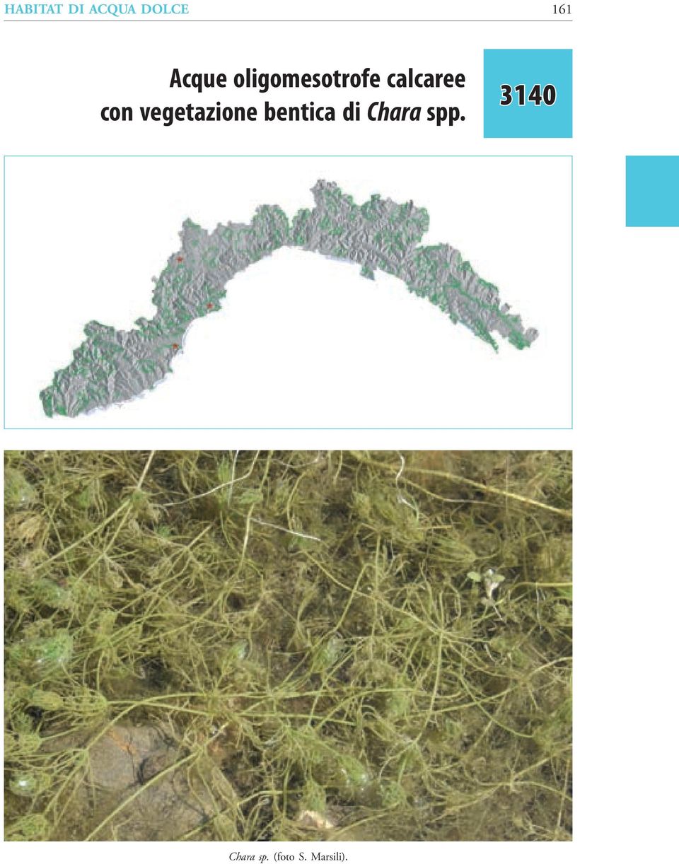 con vegetazione bentica di