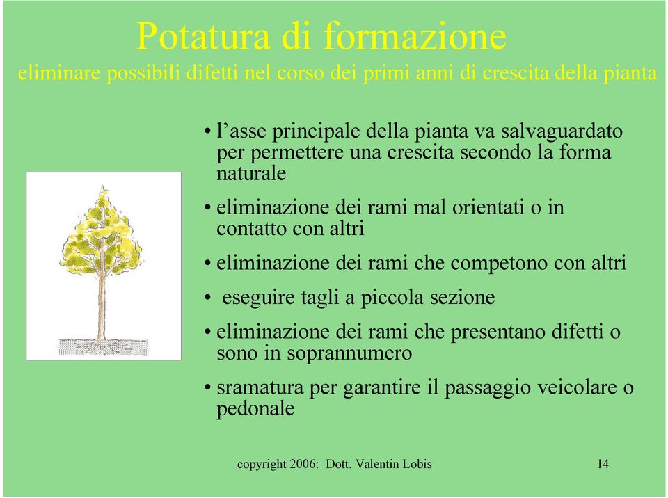 contatto con altri eliminazione dei rami che competono con altri eseguire tagli a piccola sezione eliminazione dei rami che