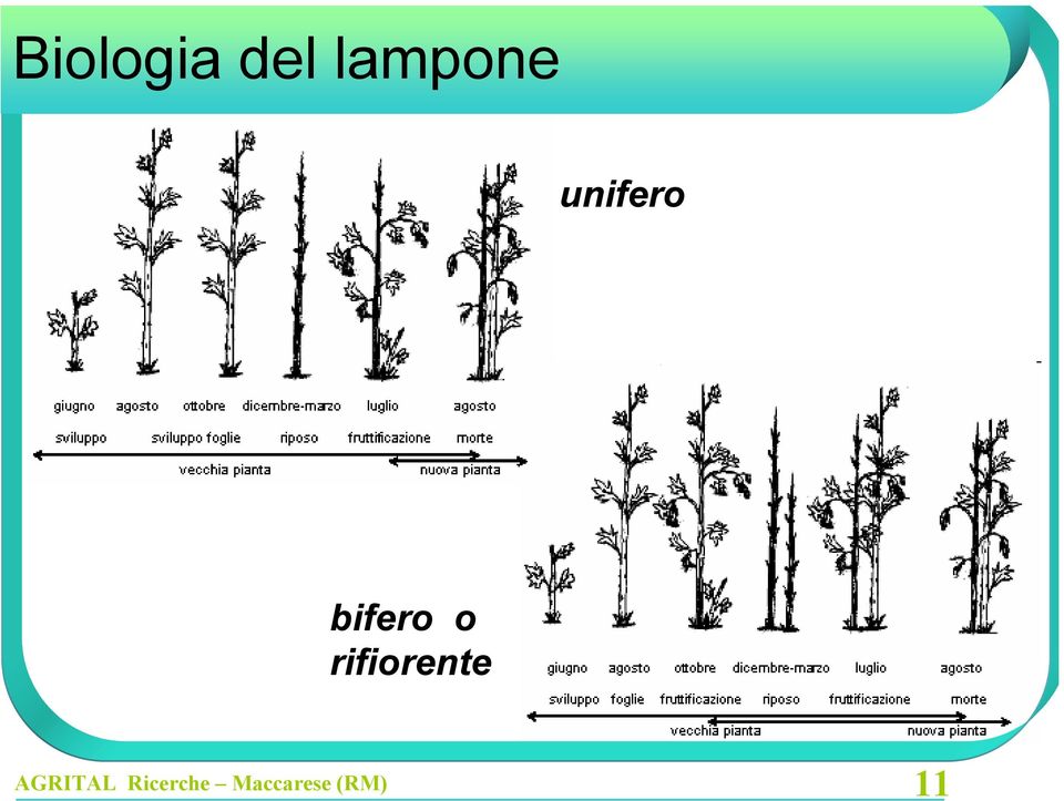 unifero bifero o