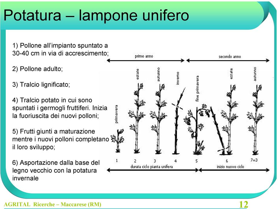 germogli fruttiferi.